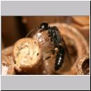 Passaloecus sp - Grabwespe 13 5-7mm mit Harztropfen.jpg